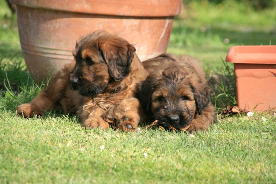 puppys I