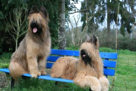 INDAR Y HOMER