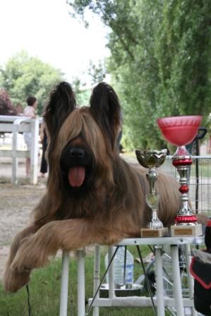 HOMER 3 DE BEST IN SHOW