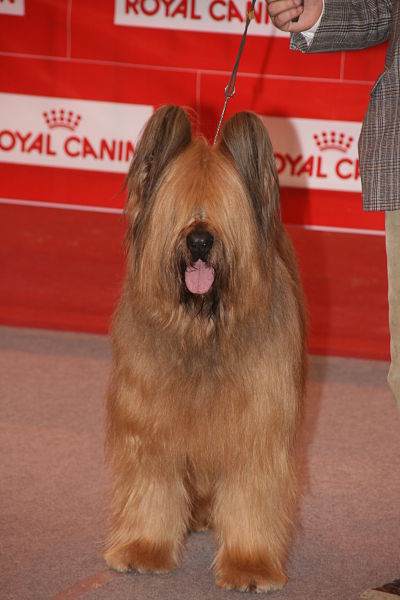 MENDI CAC-QC/CACIB/BOB